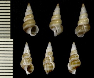 オダマキ Epitonium auritum small