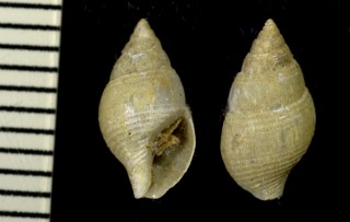キジビキムギガイ Mitrella bicinctella small