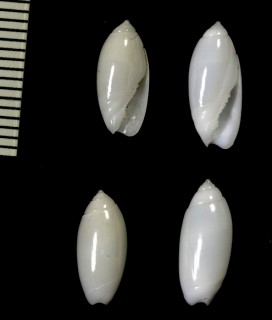 ウォーターマンムシボタル (仮称) Olivella watermani small