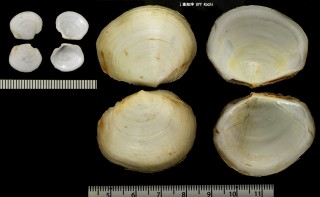 キヌハダツキガイモドキ Gonimyrtea soyoae small