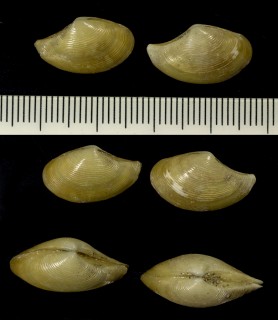 シワロウバイの仲間02 Nuculana tashiensis small