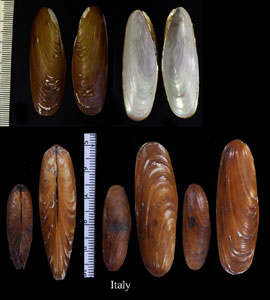 ヨーロッパシギノハシ Lithophaga lithophaga small