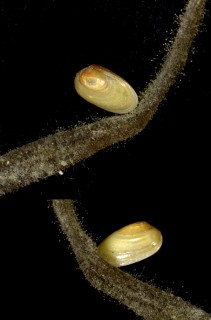 スジホシムシヤドリ Nipponomysella subtruncata small