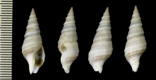 トガリクダマキ Suavodrillia declivis small