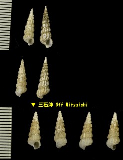 ユキヒメニナ Tachyrhynchus yanamii small