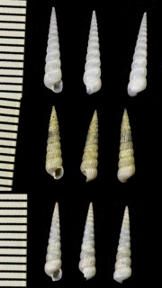 キドイトカケギリ Turbonilla kidoensis small