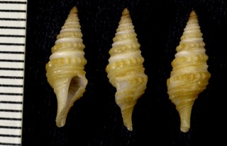 ニセシロイボジュズカケクダマキ (仮称) Gemmula pseudomonilifera small