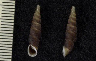 ネニヤダマシギセル Phaedusa neniopsis neniopsis small