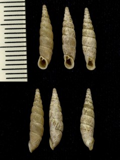 シンタロウギセル Ventriphaedusa shintaroi small