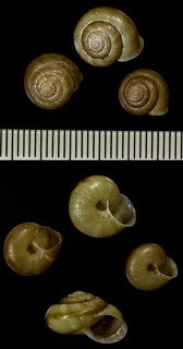 シコクオトメマイマイ Trishoplita shikokuensis small