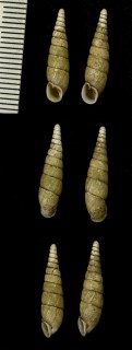 ホソヤカギセル Mundiphaedusa hosoyaka small