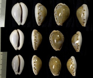 ミドリウミナシジダカラ Erosaria cernica viridicolor small