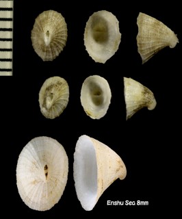 エンスイスカシガイ Puncturella fastigiata small