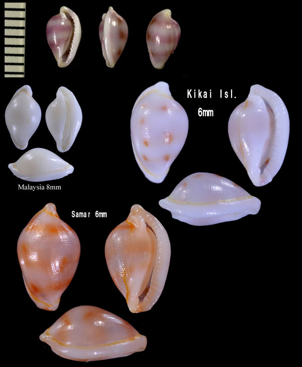 ホソテンロクケボリ 細点六毛彫 Pseudosimnia alabaster small