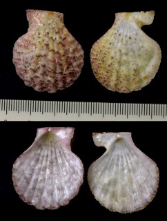 ヨワニシキ Chlamys mollita small