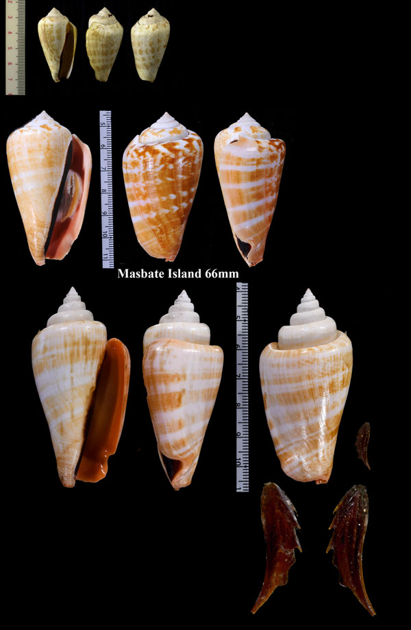 マガキガイ Strombus luhuanus small