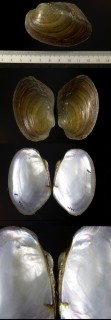 パタゴニアヌマガイ (仮称) Anodontites patagonicus small