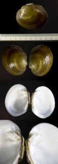 ウルグアイドブガイの仲間 Diplodon peraeformis small