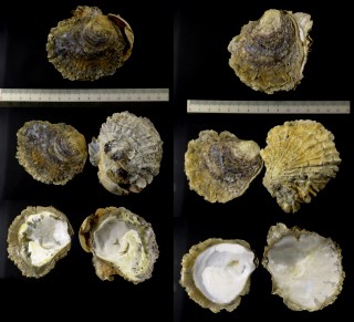 ヨーロッパヒラガキ Ostrea edulis small