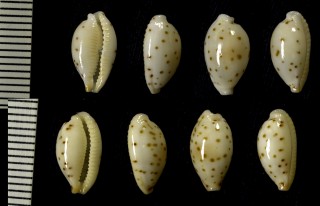 アトマリアゴマフダカラ (仮称) Notadusta punctata atomaria small