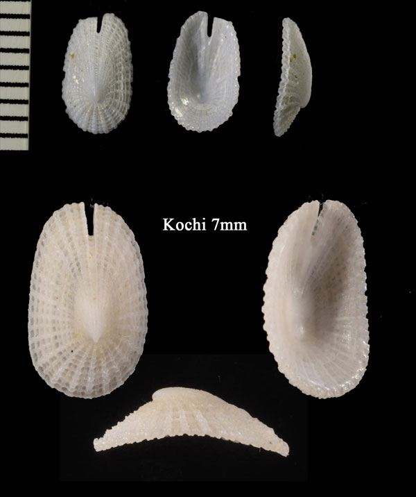 ナガコバンスソキレ Emarginella sakuraii small