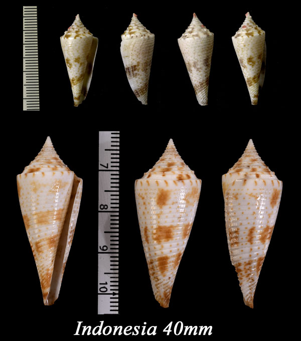 マサユメイモ Conus schepmani small