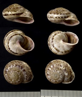 マダラギリシャカサマイマイ (仮称) Iberus gualtieranus marmoratus small