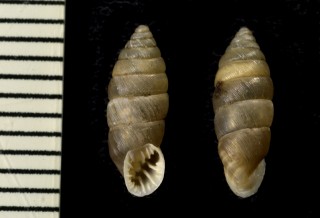 ライムギサナギガイの仲間 Abida polydon small