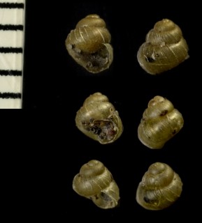 マキゾメガイ Zoogenetes harpa small
