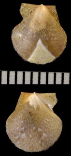 マレハリナデシコ Palliolum incomparabile small