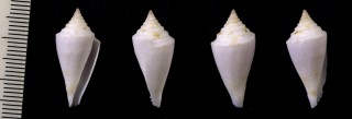 ナスイモ cf. Conus eugrammatus small
