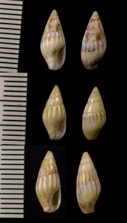 フロリダボサツガイ (仮称) Anachis sertulariarum small