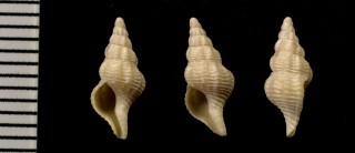 ヒダリマキニシ Sinistralia maroccensis small