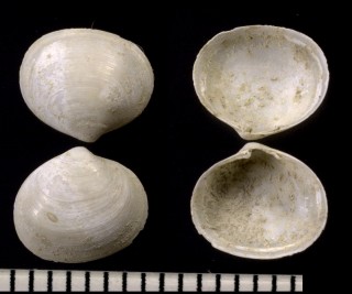 ホンコハクノツユ Kellia suborbicularis small
