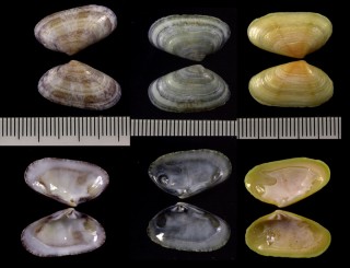 モシキチドリマスオ (モシキチドリマスホウ) Donacilla cornea small