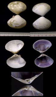 ハクチョウタママキ Mactra olorina small