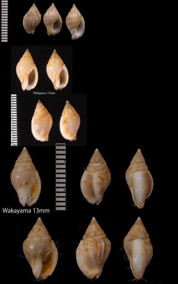 ムギヨウバイ (ムギヨフバイ) Cyllene rubrolineata small