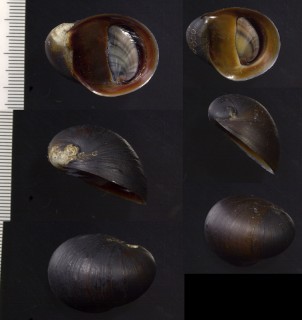 アカグチカノコ 赤口鹿之子 Neritina petiti small