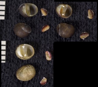 ツブコハクカノコ Neritilia vulgaris small