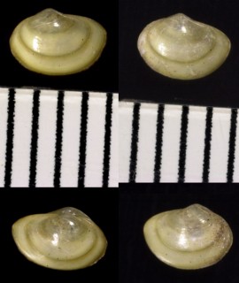キビソデガイ Yoldiella philippiana small