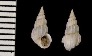 リンボウイトカケ 輪宝貝糸掛 Epitonium rimbogai small