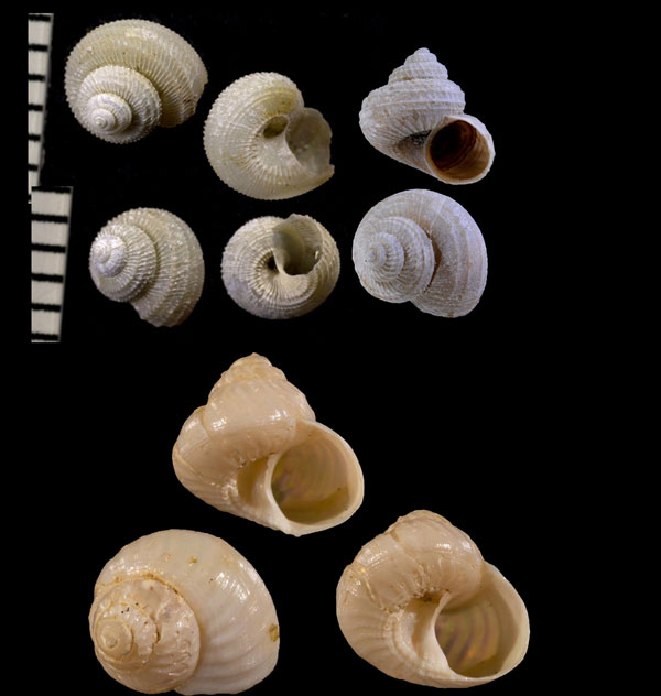 チョウセンシタダミ Solariella varicosa small