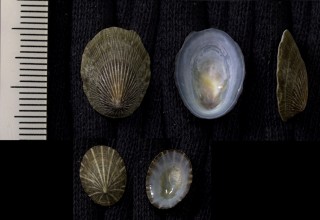 ホソスジアオガイ Nipponacmea teramachii small