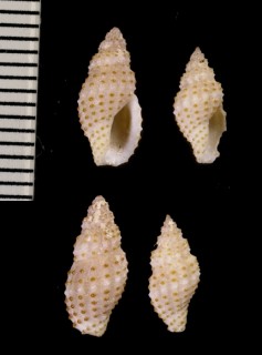 ニクイロコウシツブ Philbertia granicosta small