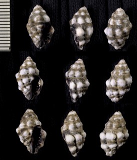 ウネシロレイシダマシ Morula anaxeres small