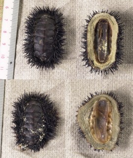 ウニヒザラガイ Acanthopleura spinosa small