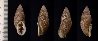 オニグチギセルの仲間 ブラジル Macrodontes paulistus small