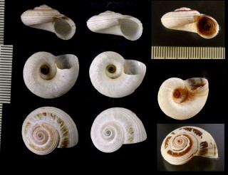 クロスジエクアドルヤマタニシ (仮称) Calaperostoma nigrofasciatum small