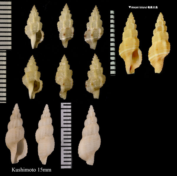 ホラナリコウシツブ Tritonoturris amabilis small