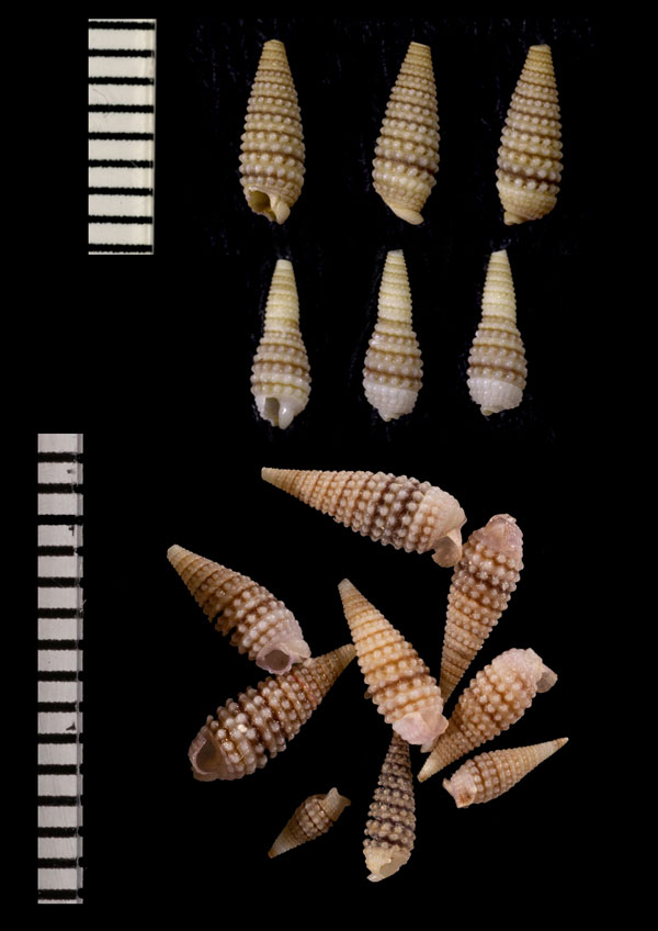 シロイボキリオレ Mastonia papillata small